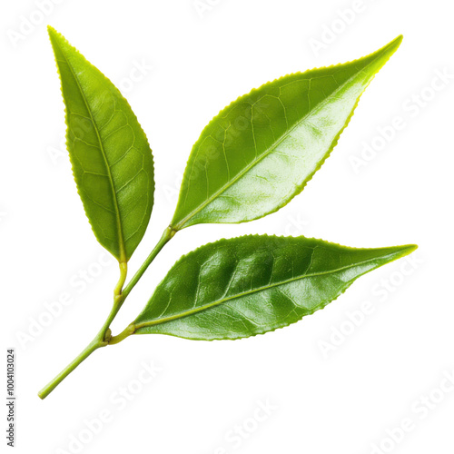 Fresh green tea leaves isolated on white background showcasing their vibrant color and healthy appearance photo