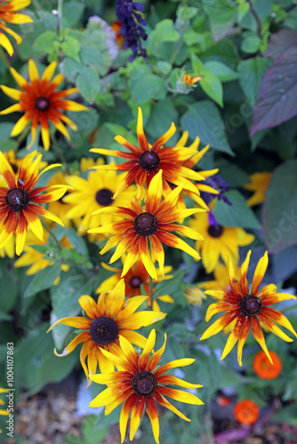 Closeup of a cluster of orange and yellow Black-eyed Susan blooms, Northamptonshire England 