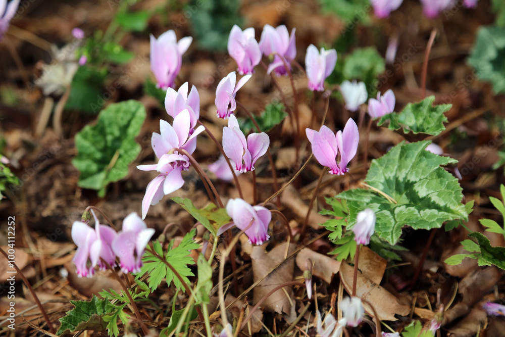 Macro image of Ivy-leaved cyclamen blooms, Northamptonshire England
Macro image of Ivy-leaved cyclamen blooms, Northamptonshire England