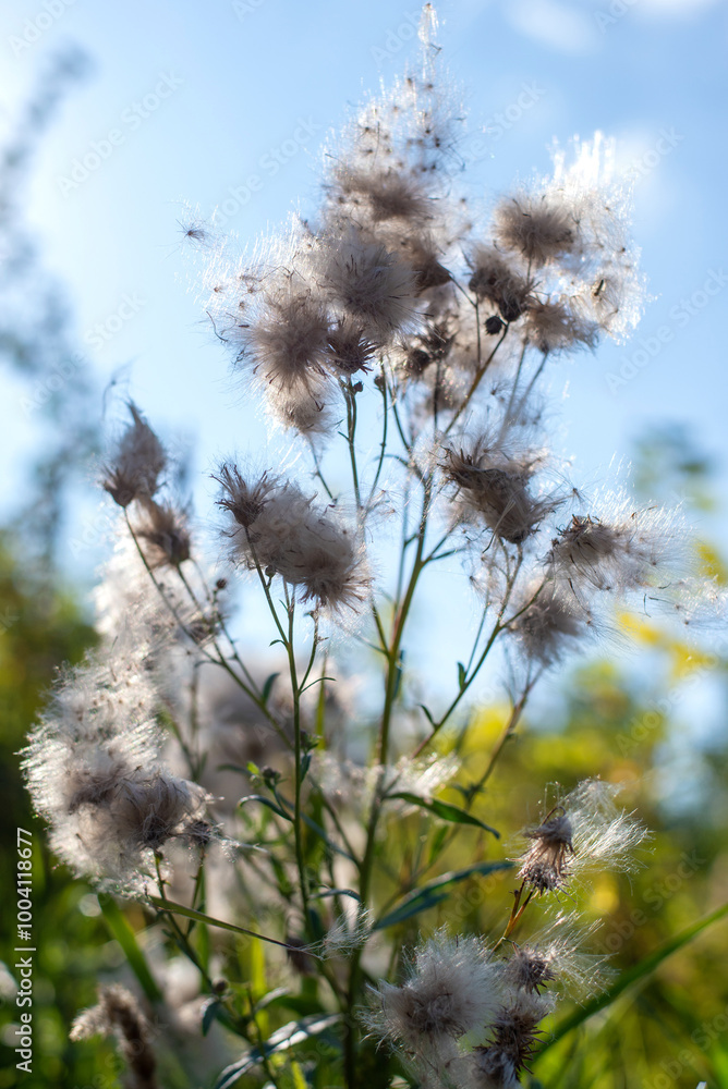 Fluffy thistle flowers close-up Fluffy thistle flowers close-up
