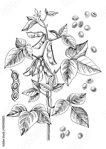 Hand drawn soybean plant illustration