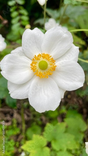 Anémone du Japon
