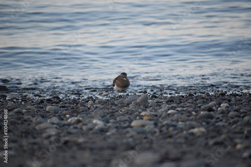 pajarito en la playa photo