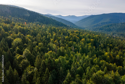 Aerial view of green pine forest with dark spruce trees covering mountain hills. Nothern woodland scenery from above