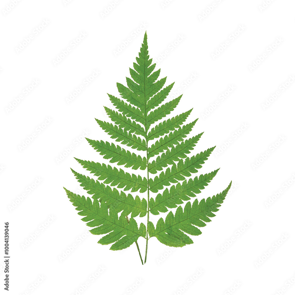 Plant Clipart Vector Illustration Plant Clipart Vector Illustration