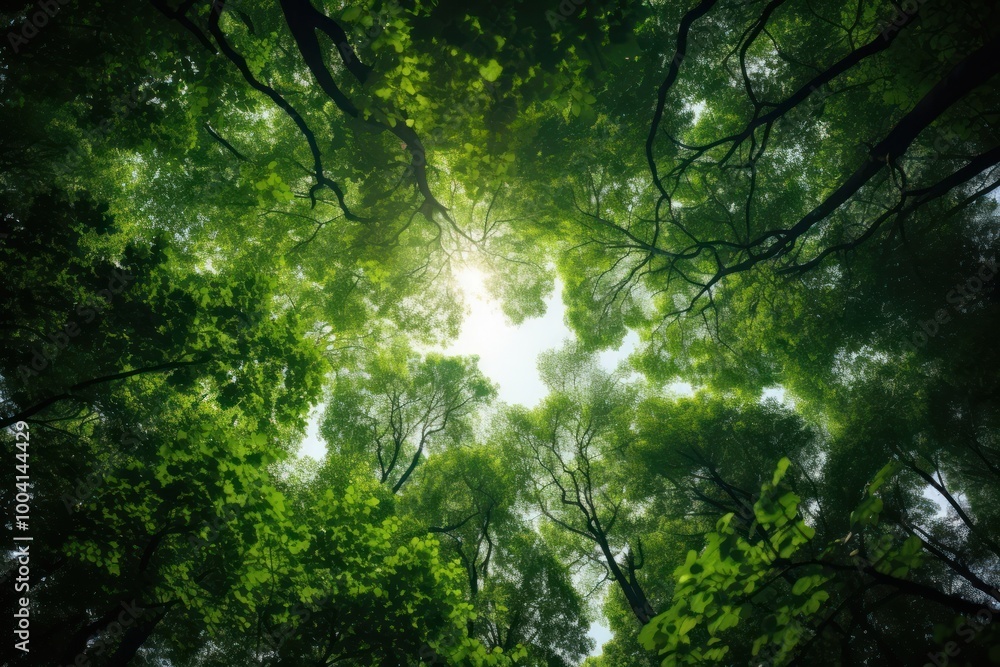 Tree in a green forest vegetation sunlight outdoors. Tree in a green forest vegetation sunlight outdoors.