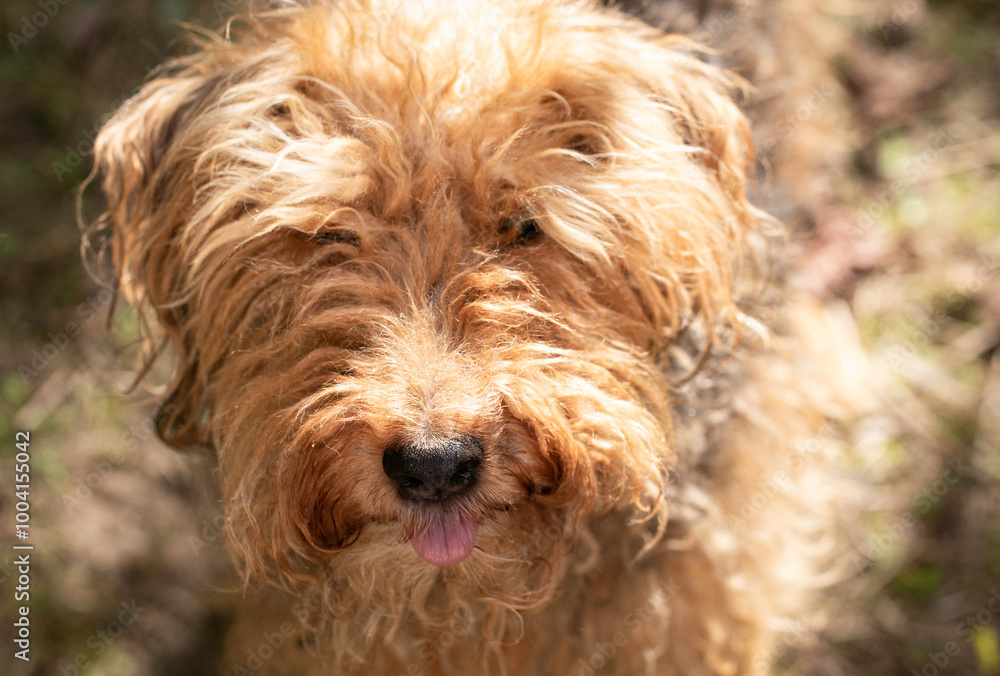 Adult Welsh terrier, overgrown dog before coat trimming Adult Welsh terrier, overgrown dog before coat trimming