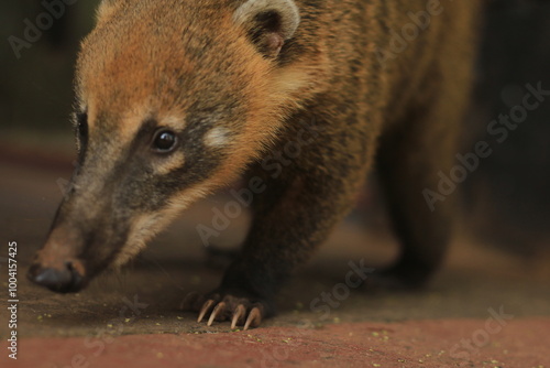 Coati Salvaje en el Parque Nacional Iguazu, Argentina  photo