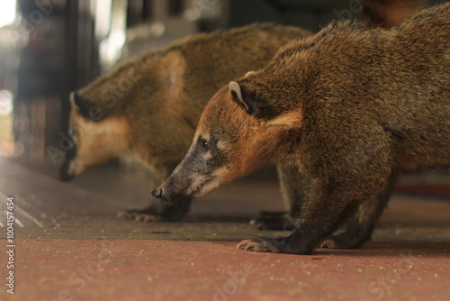 Coati Salvaje en el Parque Nacional Iguazu, Argentina 