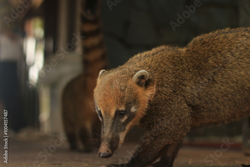 Coati Salvaje en el Parque Nacional Iguazu, Argentina 
