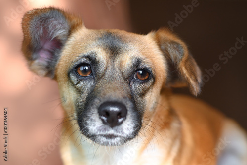 Black-nosed brown dog with tired look photo