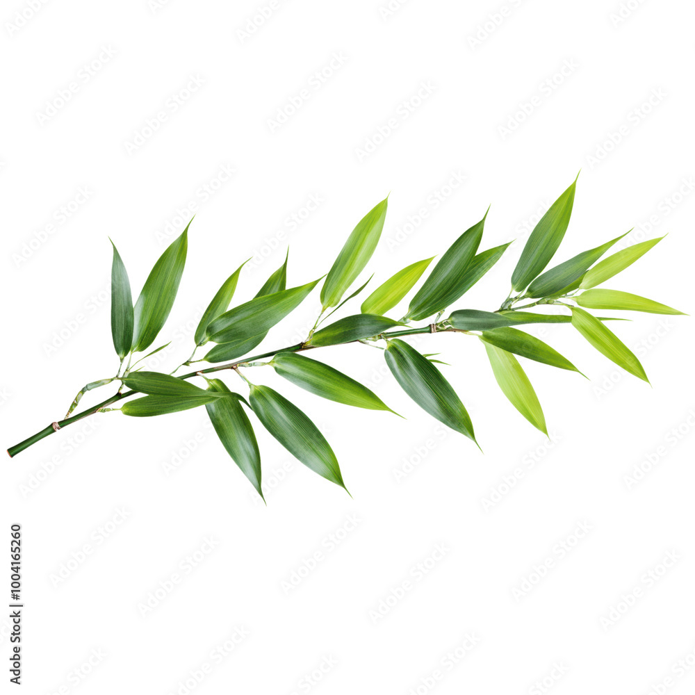 Bamboo: A single bamboo stalk with fresh green leaves. png, transparent background. Bamboo: A single bamboo stalk with fresh green leaves. png, transparent background.