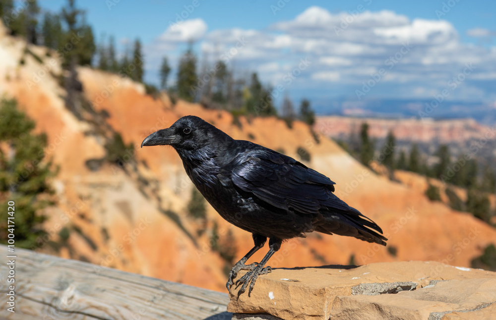 Obraz premium American Common Raven in Bryce National Park
