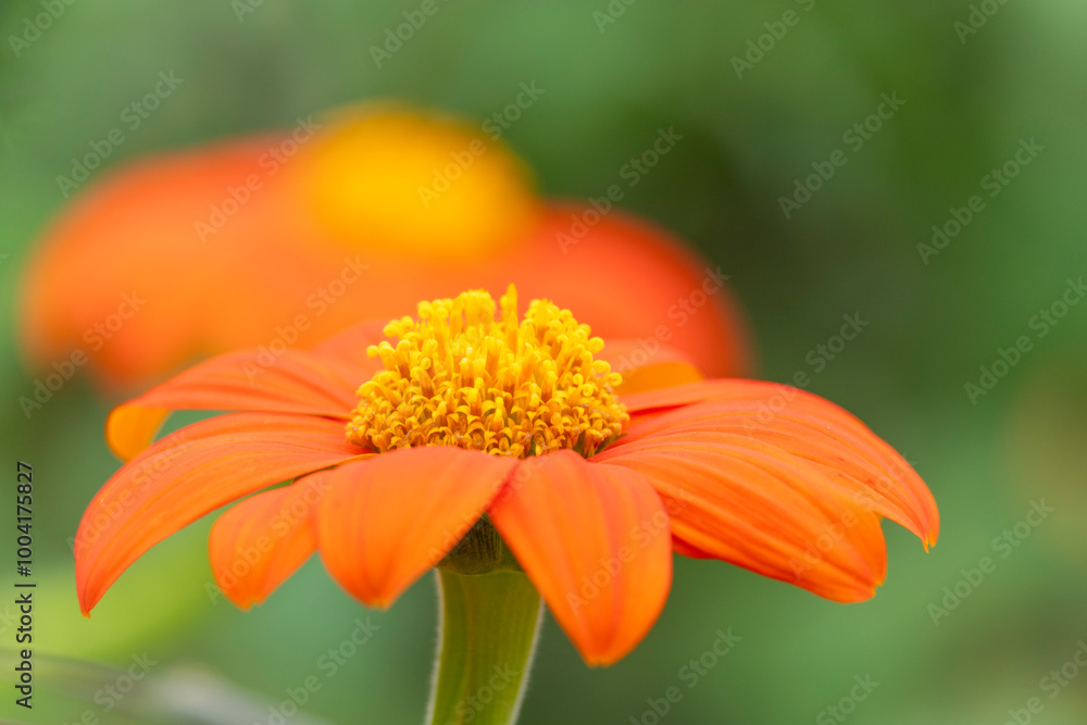 Red sunflower or Mexican sunflower (Tithonia rotundifolia) Red sunflower or Mexican sunflower (Tithonia rotundifolia)