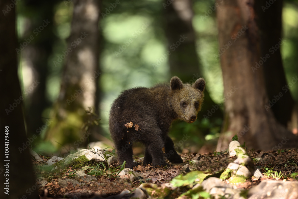Young Bear Cub Looking Back in Forest Young Bear Cub Looking Back in Forest