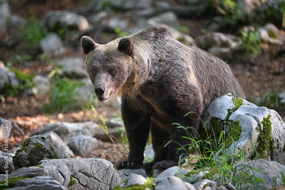 Brown Bear Walking Among Limestone Rocks in Forest Brown Bear Walking Among Limestone Rocks in Forest