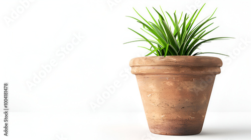 Spathiphyllum Flower ,Home flower in a yellow pot on the table Leaves are green ,Article about the care of home flowers ,Article about fertilizers for home flowers