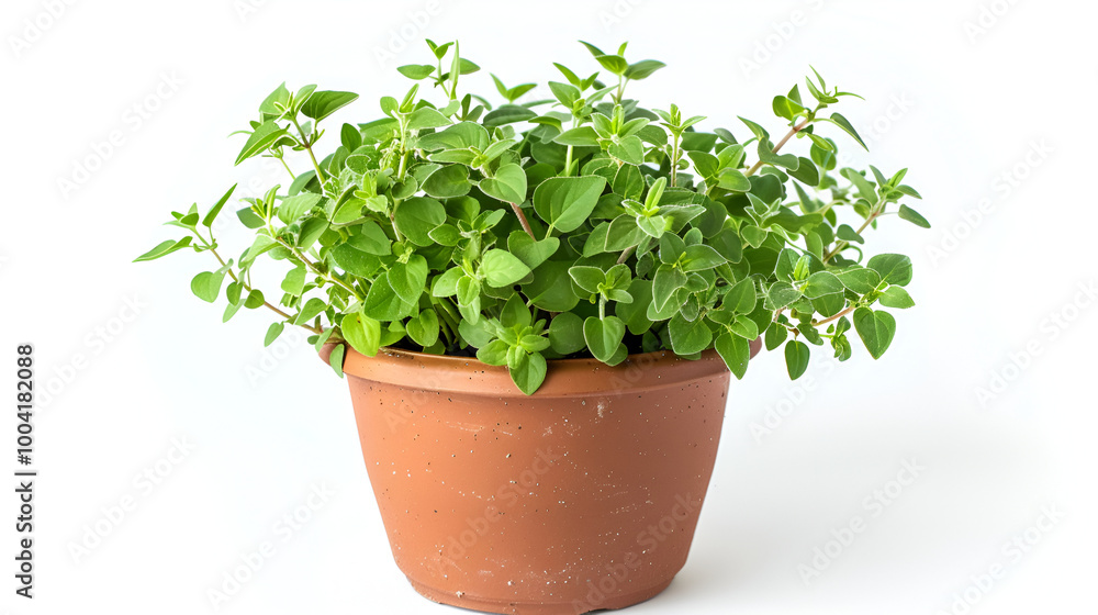 fresh basil herb in pot ,Herb fresh mint growing in a terracotta pot ,Fresh green basil in pot on countertop in kitchen fresh basil herb in pot ,Herb fresh mint growing in a terracotta pot ,Fresh green basil in pot on countertop in kitchen