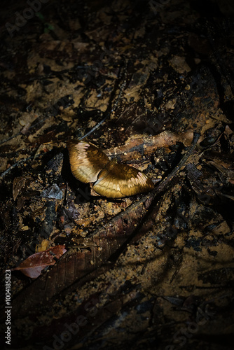 A mushroom is sitting on the ground in a dark, muddy area