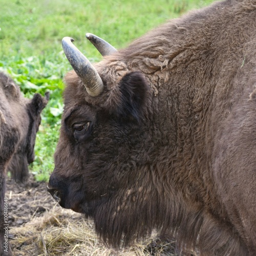 Fototapeta Naklejka Na Ścianę i Meble -  Adult bison. Bieszczady Montains, Poland, Europe