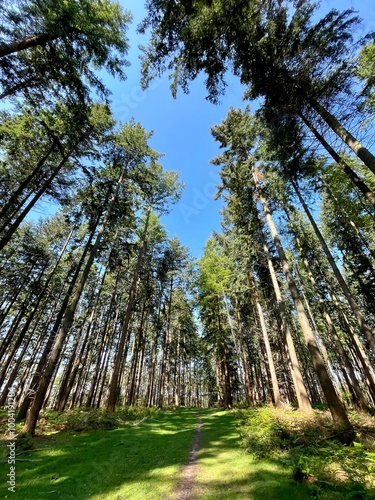 trees in the forest