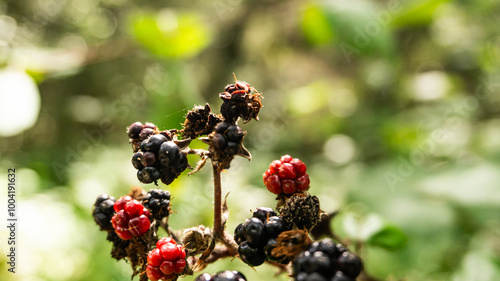 Blackberries in a forest in northern Spain.