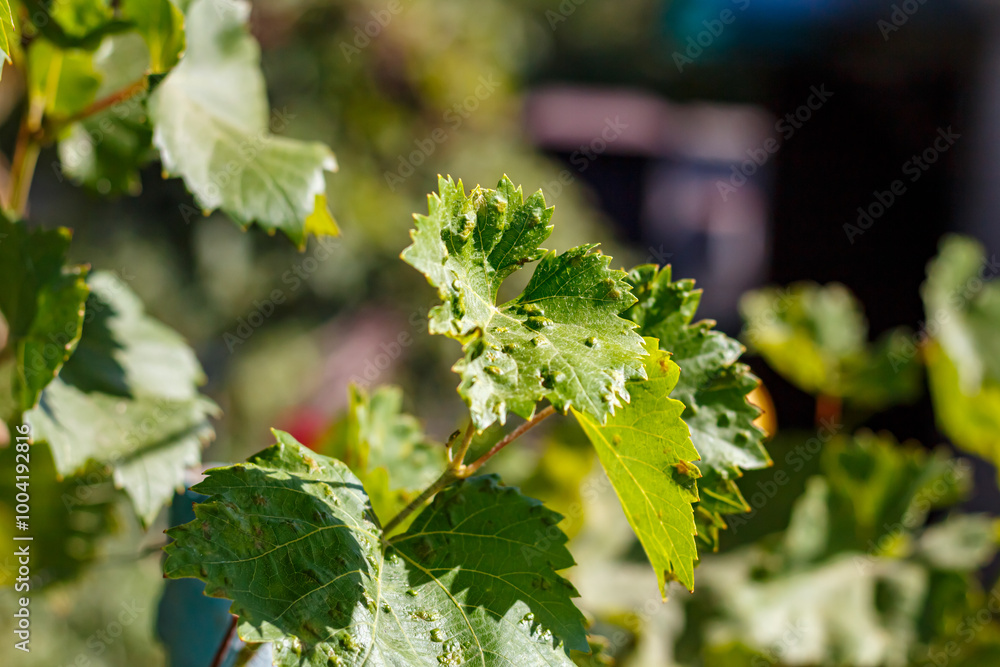 Fototapeta premium Grapes in the courtyard of the house at the end of the season