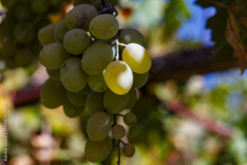 Grapes in the courtyard of the house at the end of the season Grapes in the courtyard of the house at the end of the season