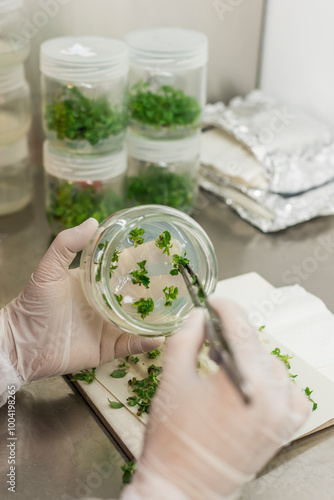 Genetic experiments plant in the lab.