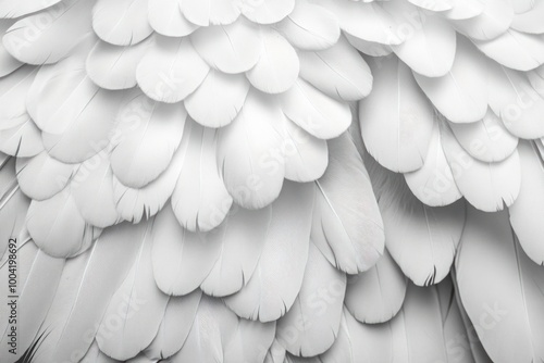White feathers texture person human.