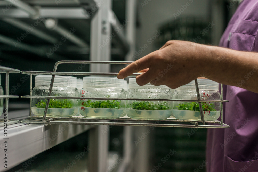 Genetic experiments plant in the lab.