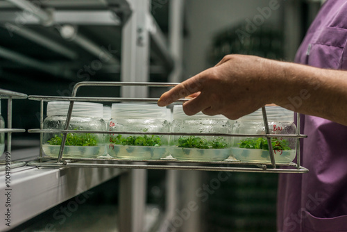 Obraz na płótnie Genetic experiments plant in the lab. w salonie