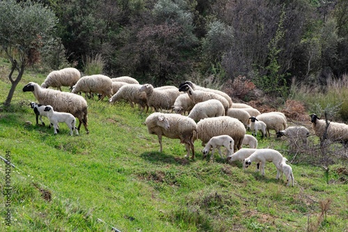 Ewe sheep -ovis aries- nursing two lambs, standing in a field with other sheep in the background