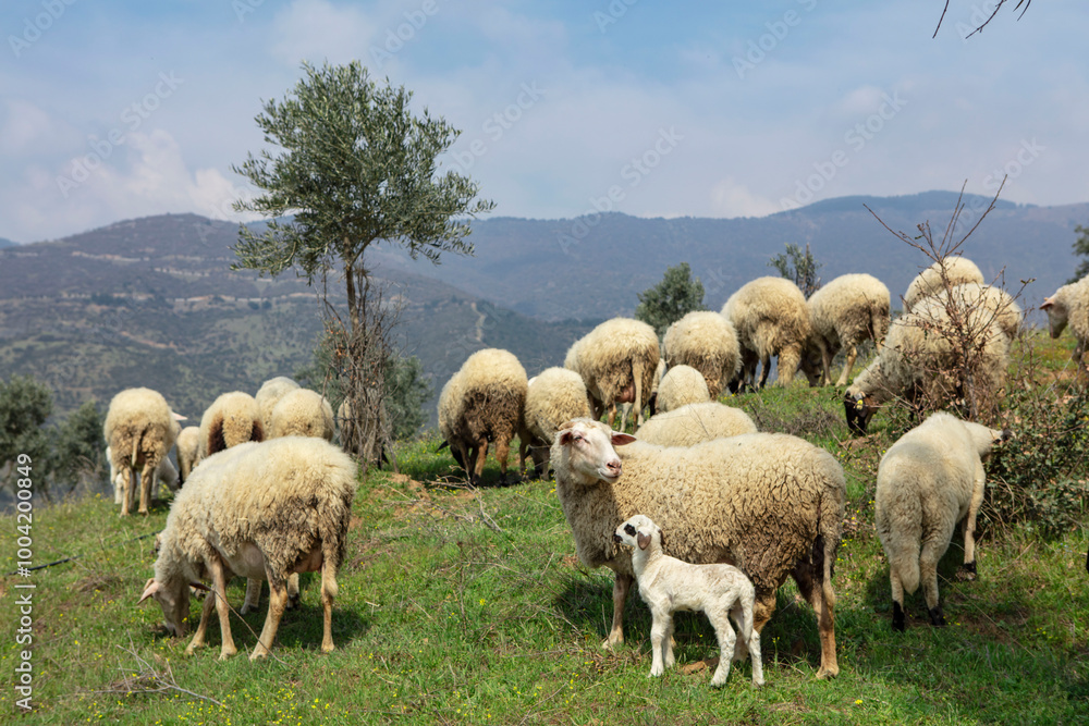 Obraz premium Ewe sheep -ovis aries- nursing two lambs, standing in a field with other sheep in the background