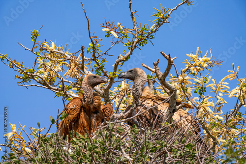 Cape vulture, or Cape griffon, Kruger National Park, South Africa photo