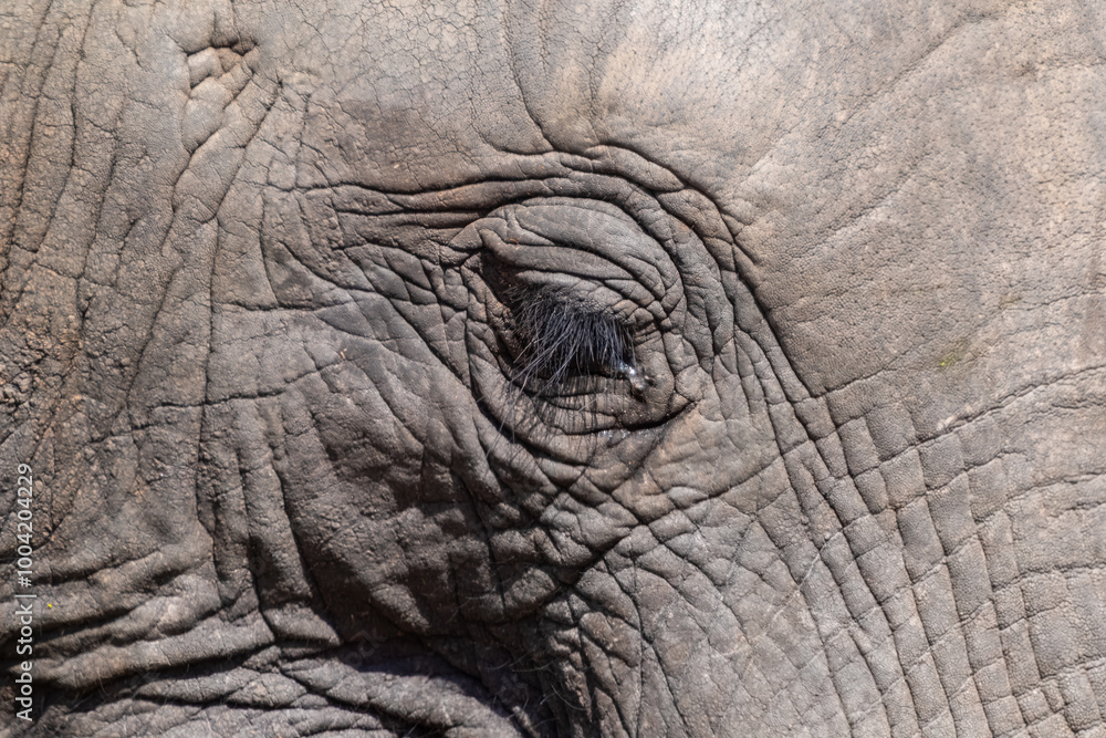 Close-up of an elephant's eye, South Africa Close-up of an elephant's eye, South Africa