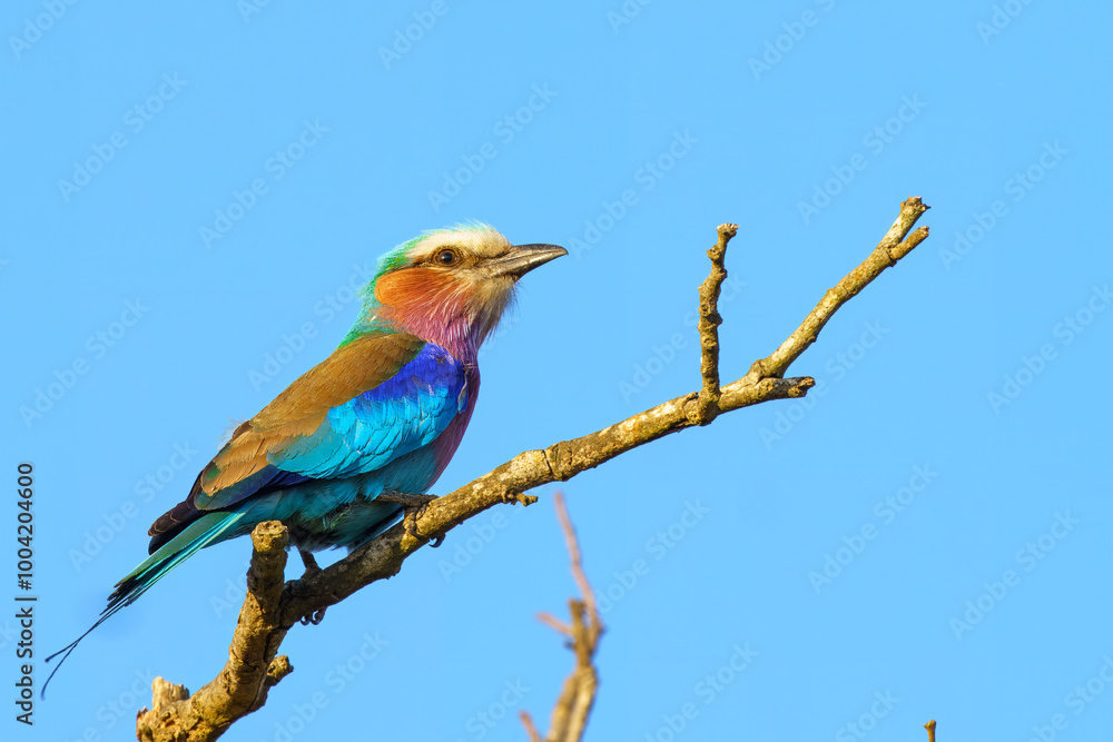Lilac breasted roller, in Kruger National Park, South Africa Lilac breasted roller, in Kruger National Park, South Africa