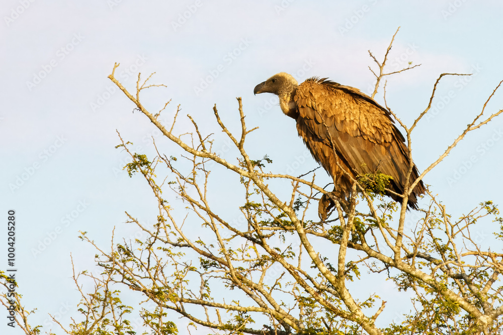 Cape vulture, or Cape griffon, Kruger National Park, South Africa Cape vulture, or Cape griffon, Kruger National Park, South Africa