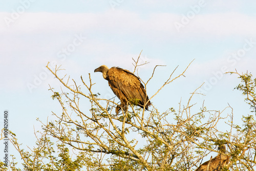 Cape vulture, or Cape griffon, Kruger National Park, South Africa photo