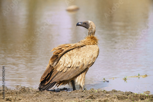 Cape vulture, or Cape griffon, Kruger National Park, South Africa photo