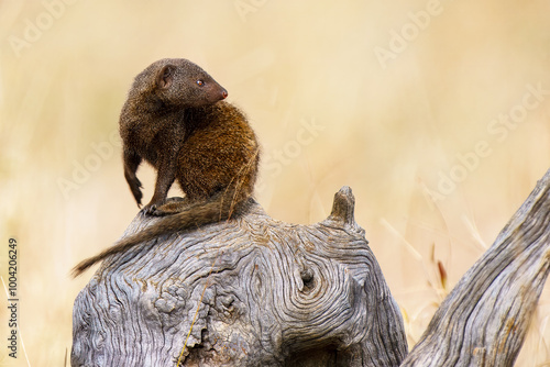 Dwarf Mongoose, Kruger National Park, South Africa photo