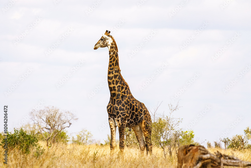 Obraz premium Giraffe in the Kruger National Park, South Africa