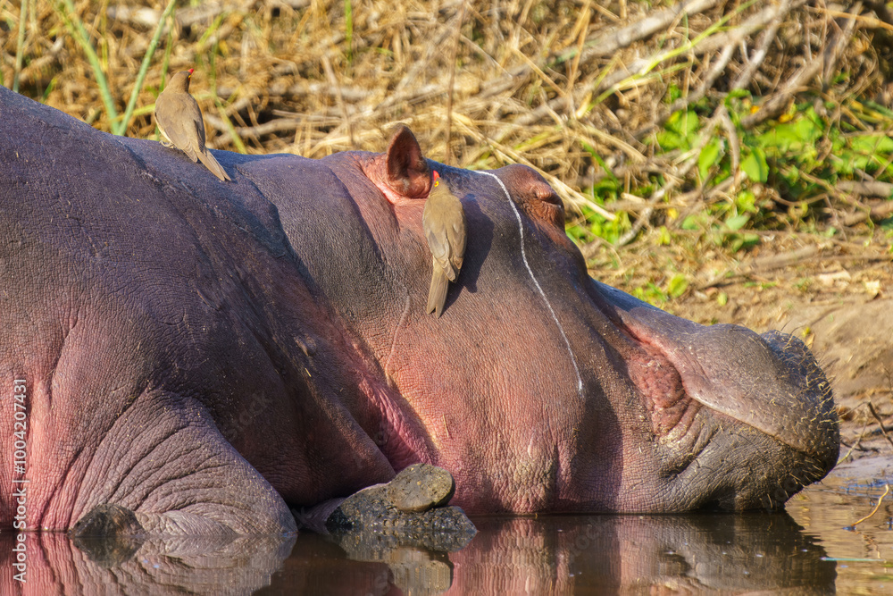 Hippos relaxing in Kruger National Park, South Africa Hippos relaxing in Kruger National Park, South Africa