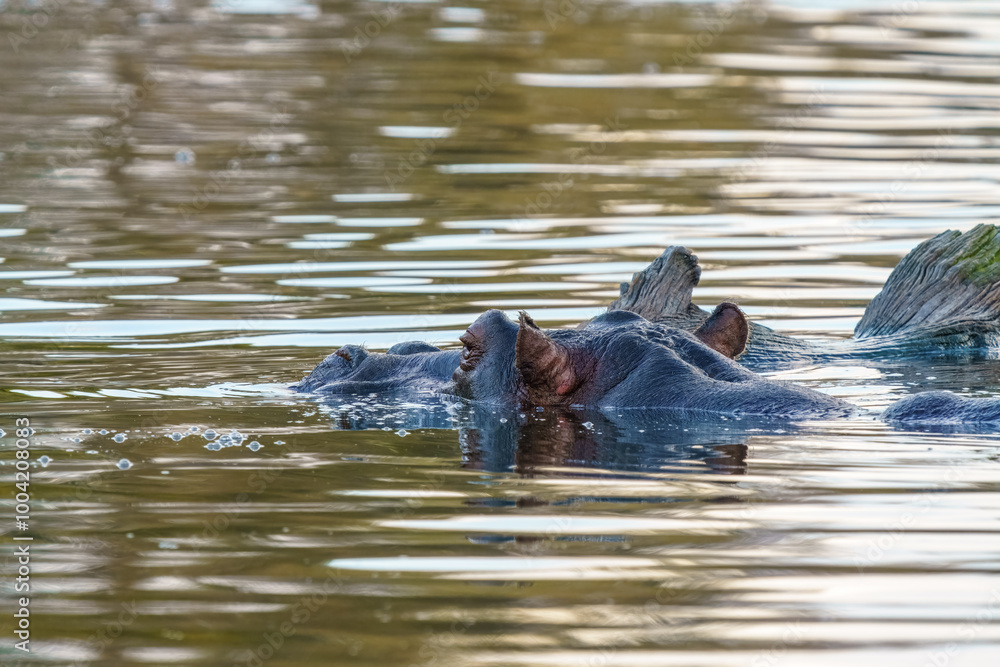Close up of Hippo, Kruger National Park, South Africa Close up of Hippo, Kruger National Park, South Africa