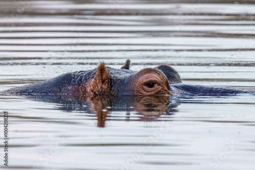 Close up of Hippo, Kruger National Park, South Africa photo