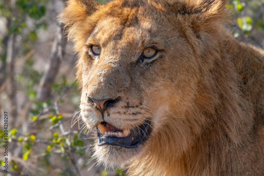 Close up of young Lion, Kruger National Park, South Africa Close up of young Lion, Kruger National Park, South Africa