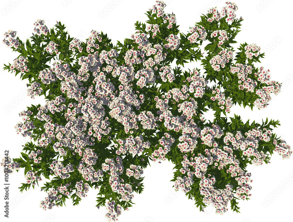 tall perennial phlox white hq arch viz cutout flowers tall perennial phlox white hq arch viz cutout flowers