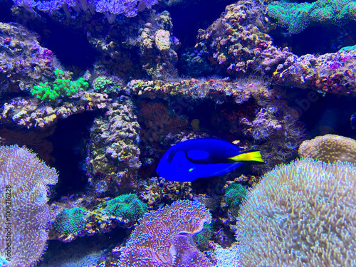 blue fish among corals, close up