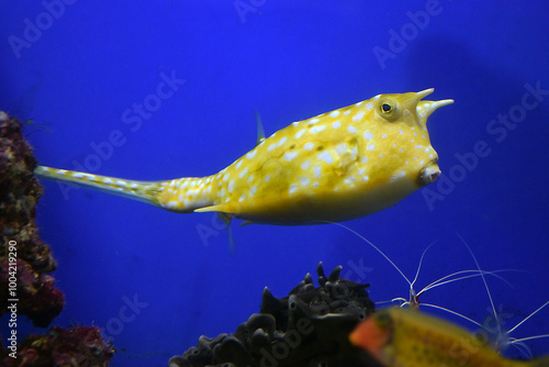 The Longhorn Cowfish or the horned boxfish (lat. Lactoria cornuta) is a very attractive fish from the Indian-Pacific region, with an unusual body shape and bright yellow color. photo