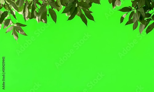 Green leaves form a natural frame on a green screen, making it an excellent backdrop for design and creative projects